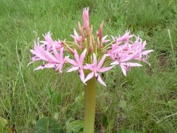 Brunsvigia radulosa flowering in the grass